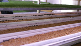 Veterinary and cattel feeds